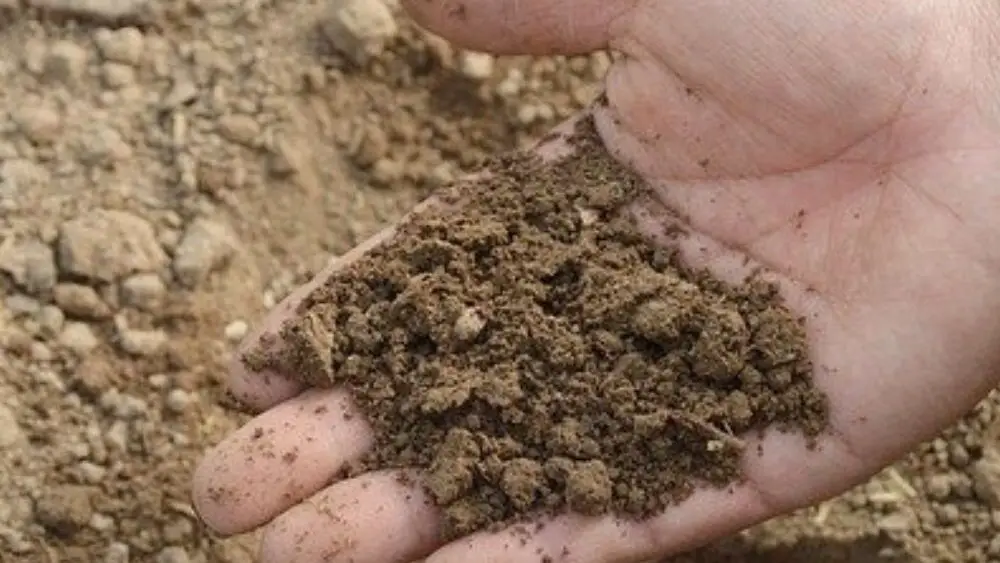 soil ph testing for potatoes